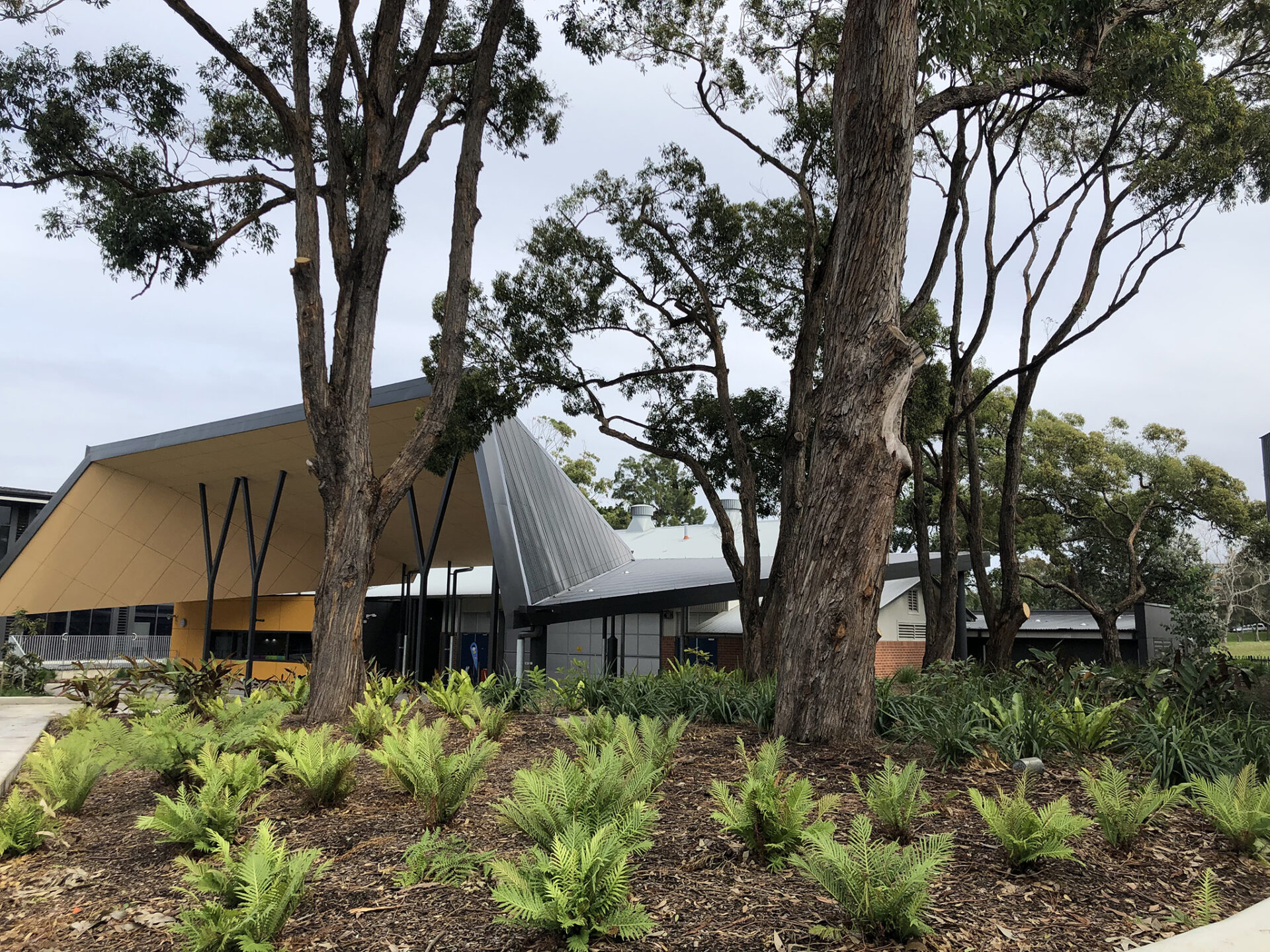 Education, Rainbow Street Public School, trees, planting, shade sail, Landscape Architecture