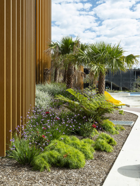 Education, Bardia Public School, garden bed, plants, flowers, Landscape Architecture