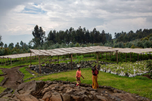 Tourism + Culture, Singita Kwitonda Lodge, landscape, planting